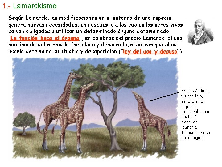 1. - Lamarckismo Según Lamarck, las modificaciones en el entorno de una especie genera