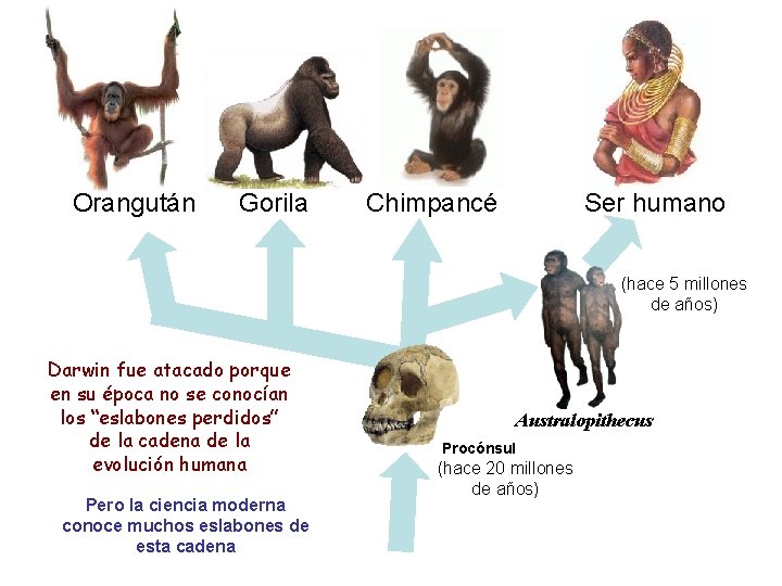 Orangután Gorila Chimpancé Ser humano ? Darwin fue atacado porque en su época no