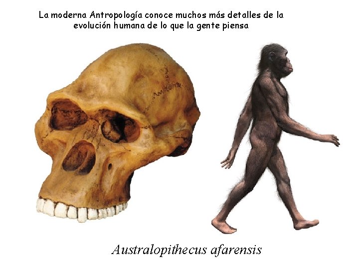 La moderna Antropología conoce muchos más detalles de la evolución humana de lo que