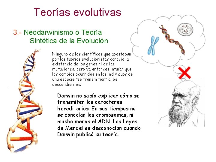 Teorías evolutivas 3. - Neodarwinismo o Teoría ……. Sintética de la Evolución Ninguno de