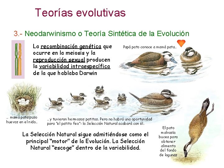 Teorías evolutivas 3. - Neodarwinismo o Teoría Sintética de la Evolución La recombinación genética