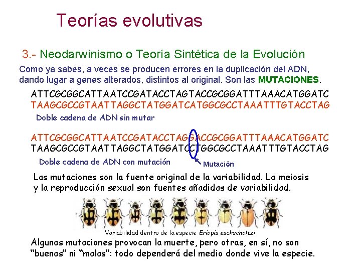 Teorías evolutivas 3. - Neodarwinismo o Teoría Sintética de la Evolución Como ya sabes,