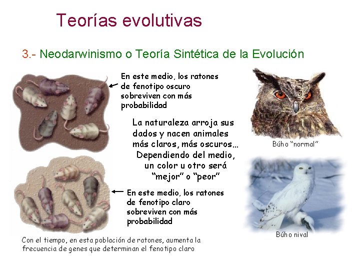 Teorías evolutivas 3. - Neodarwinismo o Teoría Sintética de la Evolución En este medio,