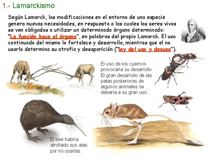 1. - Lamarckismo Según Lamarck, las modificaciones en el entorno de una especie genera