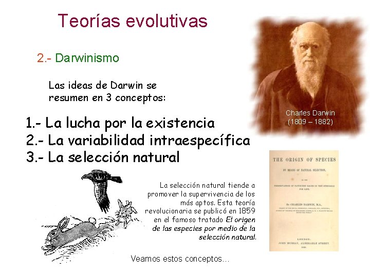 Teorías evolutivas 2. - Darwinismo Las ideas de Darwin se resumen en 3 conceptos: