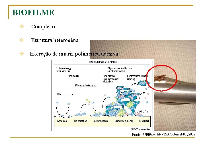 BIOFILME v Complexo v Estrutura heterogêna v Excreção de matriz polimérica adesiva Fonte: ANVISA/Sobracil-RJ;