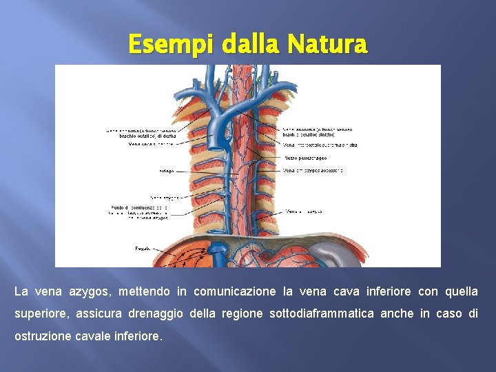 Esempi dalla Natura La vena azygos, mettendo in comunicazione la vena cava inferiore con
