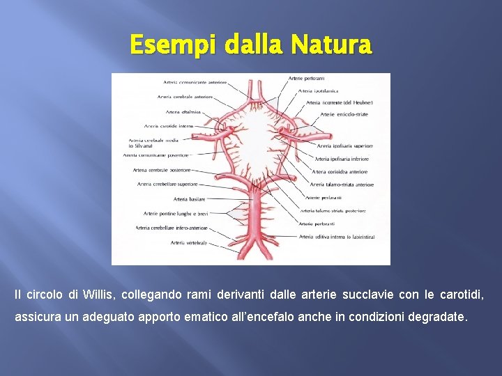 Esempi dalla Natura Il circolo di Willis, collegando rami derivanti dalle arterie succlavie con