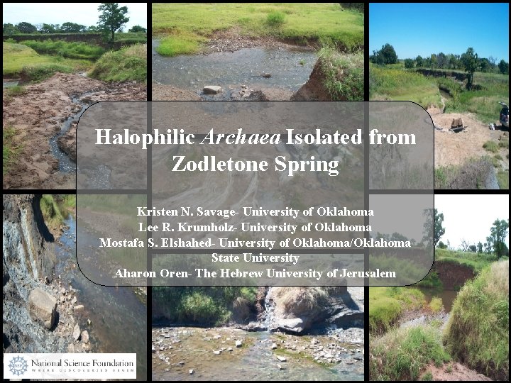 Halophilic Archaea Isolated from Zodletone Spring Kristen N