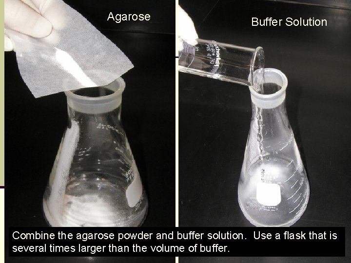 Agarose Buffer Solution Combine the agarose powder and buffer solution. Use a flask that