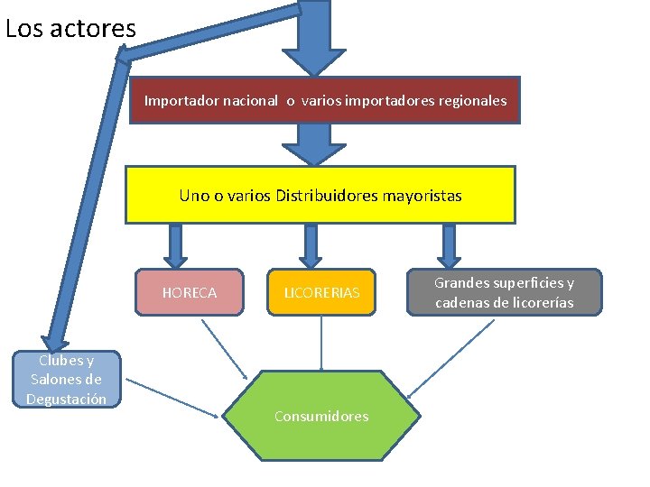 Los actores Importador nacional o varios importadores regionales Uno o varios Distribuidores mayoristas HORECA