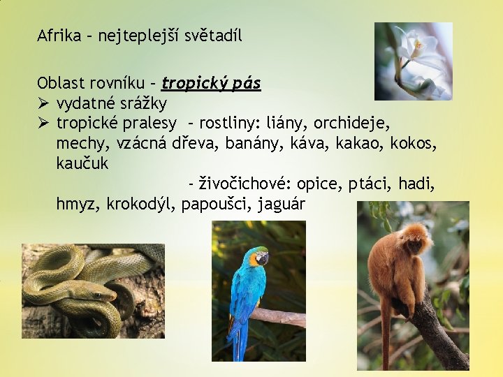 Afrika – nejteplejší světadíl Oblast rovníku – tropický pás Ø vydatné srážky Ø tropické