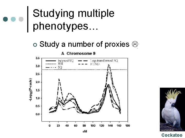 Studying multiple phenotypes… ¢ Study a number of proxies Cockatoo 