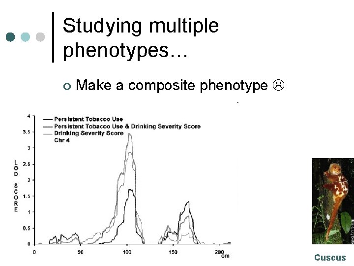 Studying multiple phenotypes… ¢ Make a composite phenotype Cuscus 