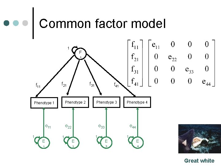 Common factor model 1 F 1 f 21 f 11 Phenotype 2 Phenotype 1