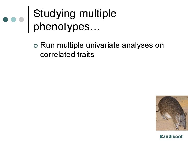 Studying multiple phenotypes… ¢ Run multiple univariate analyses on correlated traits Bandicoot 