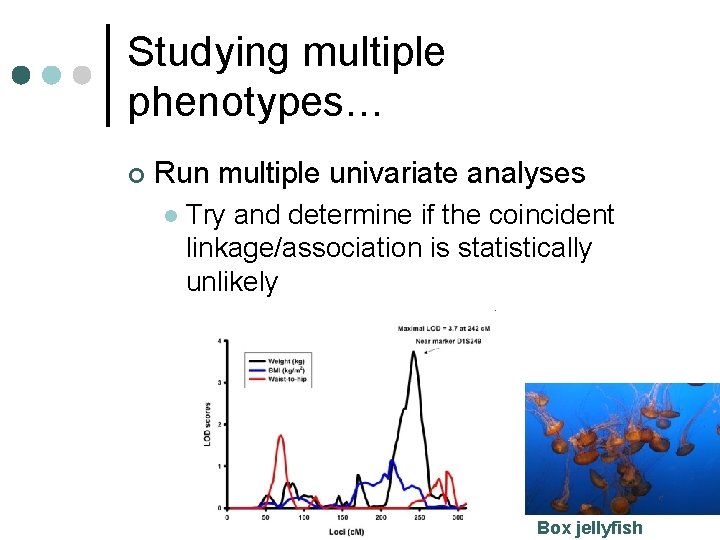 Studying multiple phenotypes… ¢ Run multiple univariate analyses l Try and determine if the