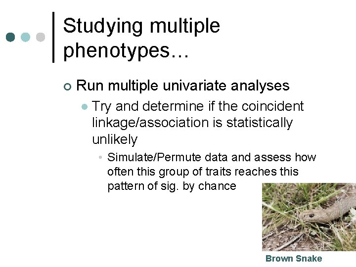 Studying multiple phenotypes… ¢ Run multiple univariate analyses l Try and determine if the