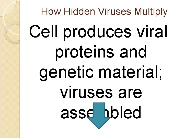 How Hidden Viruses Multiply Cell produces viral proteins and genetic material; viruses are assembled