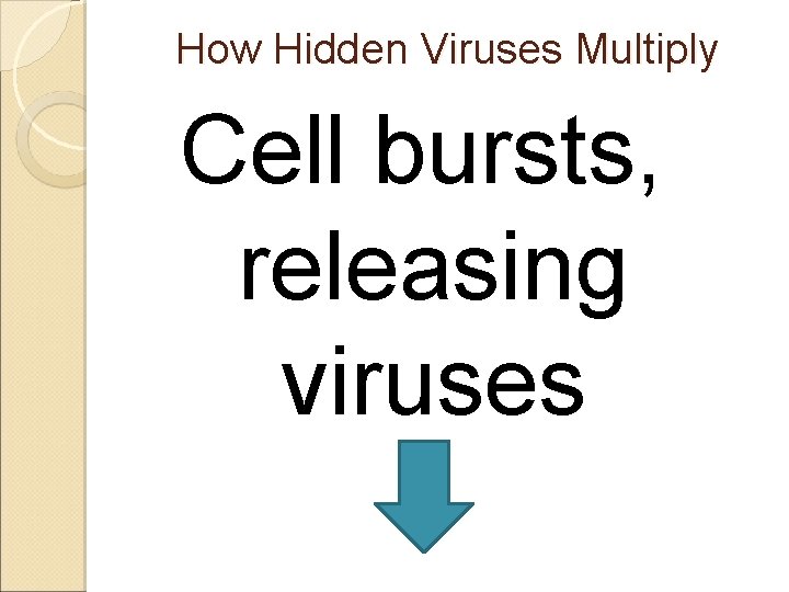 How Hidden Viruses Multiply Cell bursts, releasing viruses 