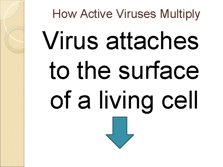 How Active Viruses Multiply Virus attaches to the surface of a living cell 