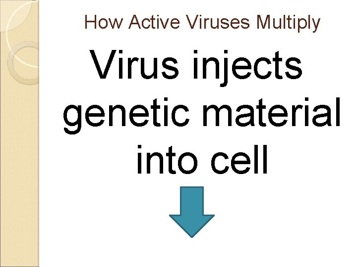 How Active Viruses Multiply Virus injects genetic material into cell 