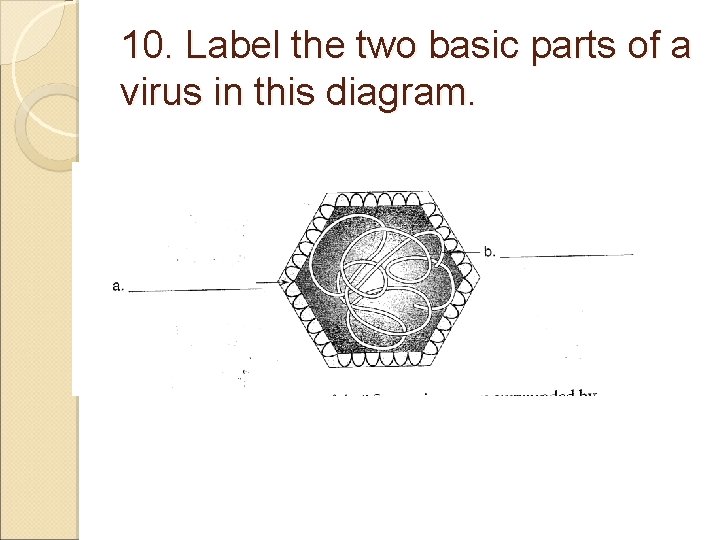 10. Label the two basic parts of a virus in this diagram. 