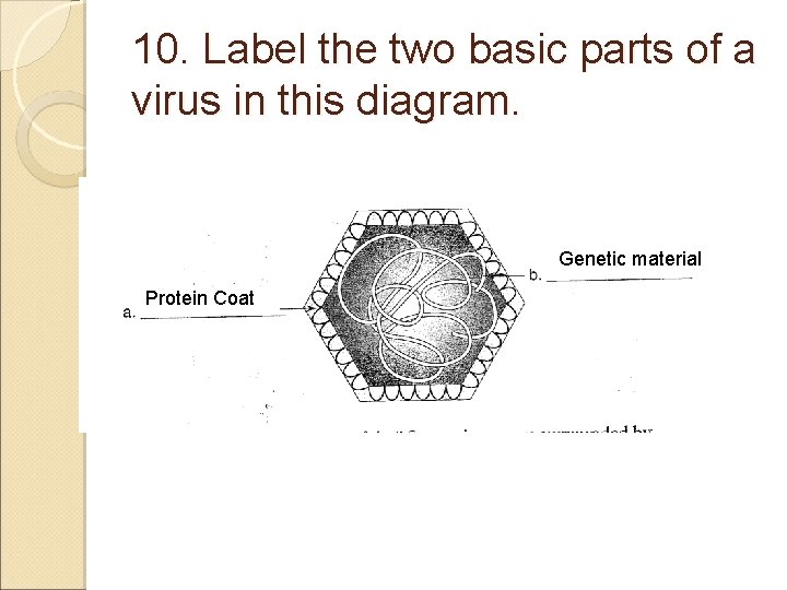 10. Label the two basic parts of a virus in this diagram. Genetic material