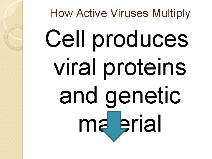 How Active Viruses Multiply Cell produces viral proteins and genetic material 