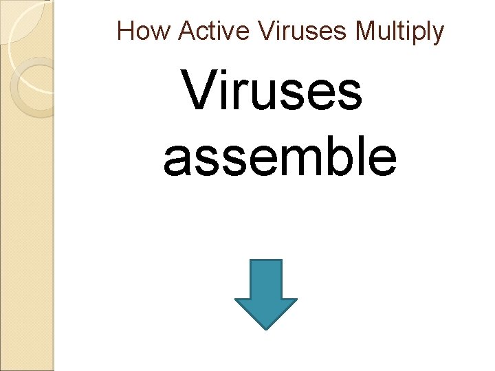 How Active Viruses Multiply Viruses assemble 