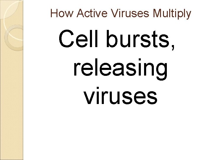 How Active Viruses Multiply Cell bursts, releasing viruses 