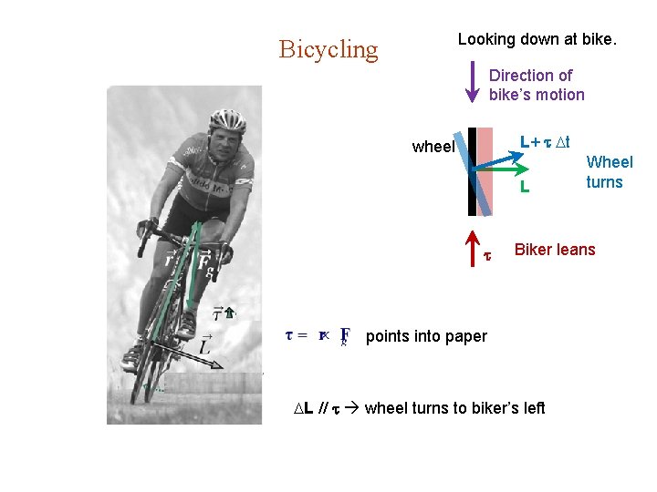 Looking down at bike. Bicycling Direction of bike’s motion L+ t wheel L Wheel