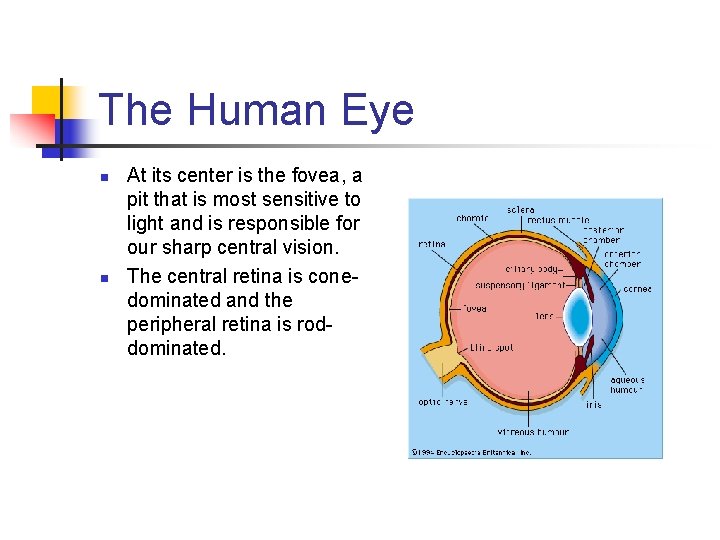 The Human Eye n n At its center is the fovea, a pit that