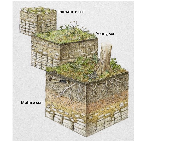 Immature soil Young soil Mature soil Immature soil Young soil Mature soil