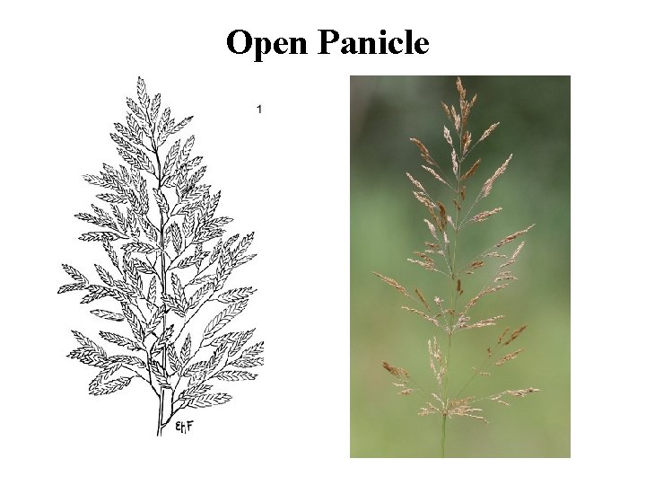 Open Panicle 