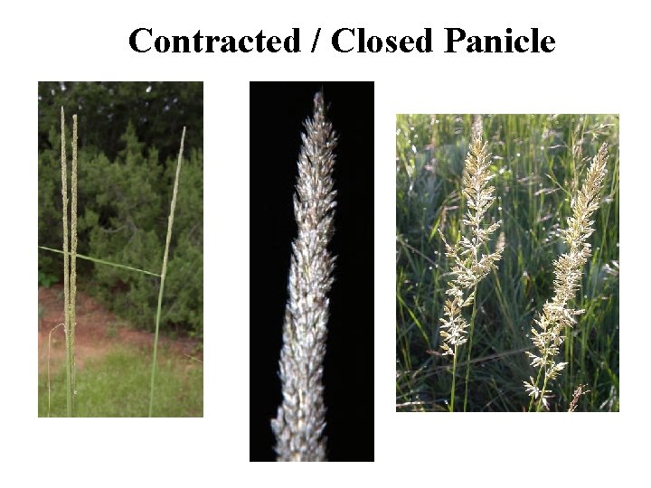 Contracted / Closed Panicle 