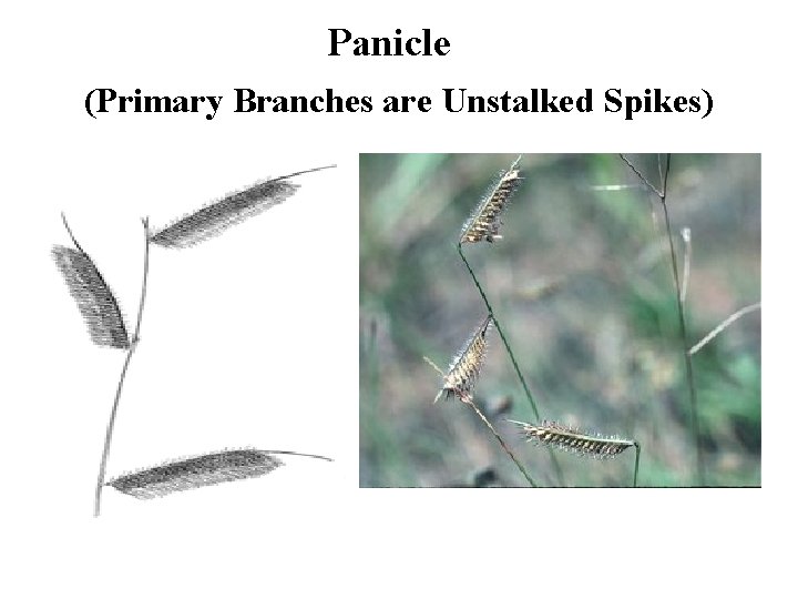 Panicle (Primary Branches are Unstalked Spikes) 