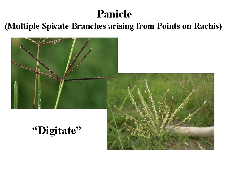 Panicle (Multiple Spicate Branches arising from Points on Rachis) “Digitate” 