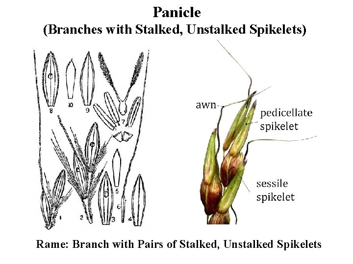 Panicle (Branches with Stalked, Unstalked Spikelets) Rame: Branch with Pairs of Stalked, Unstalked Spikelets