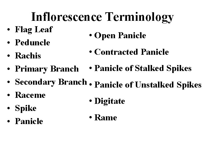 Inflorescence Terminology • • Flag Leaf • Open Panicle Peduncle • Contracted Panicle Rachis
