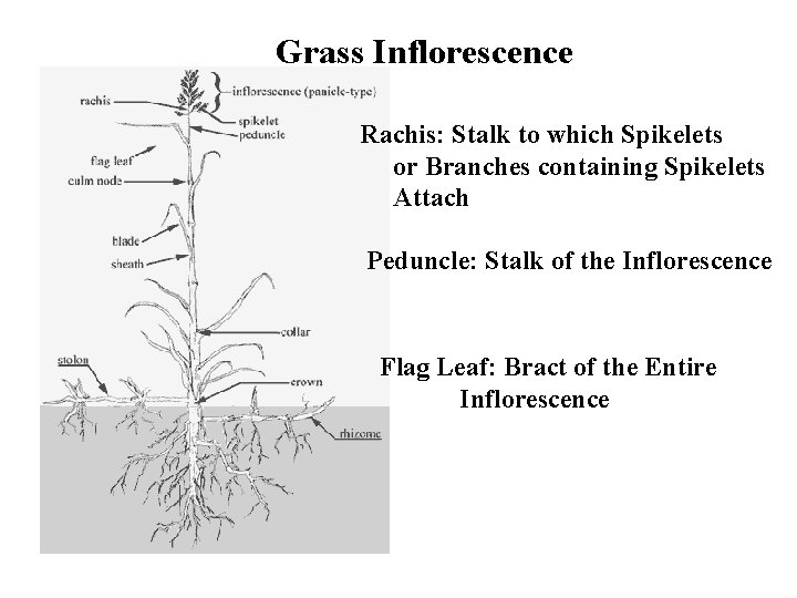 Grass Inflorescence Rachis: Stalk to which Spikelets or Branches containing Spikelets Attach Peduncle: Stalk