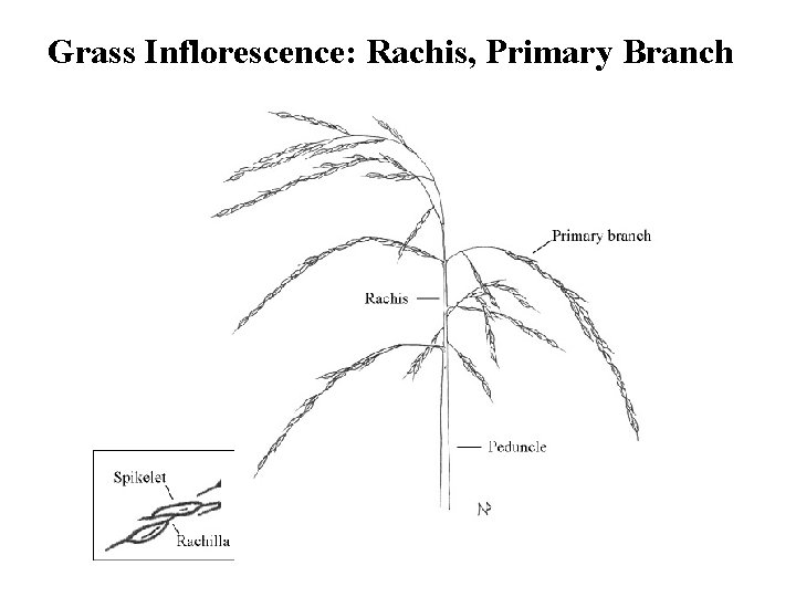 Grass Inflorescence: Rachis, Primary Branch 