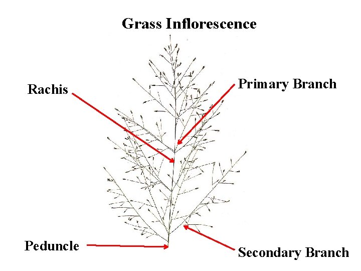 Grass Inflorescence Rachis Primary Branch Peduncle Secondary Branch 
