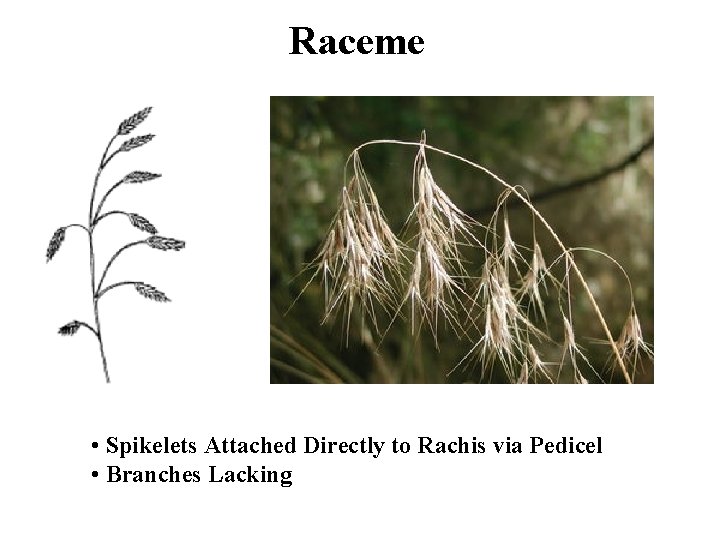 Raceme • Spikelets Attached Directly to Rachis via Pedicel • Branches Lacking 