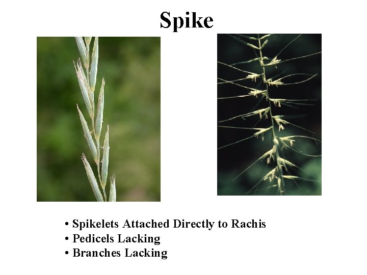Spike • Spikelets Attached Directly to Rachis • Pedicels Lacking • Branches Lacking 