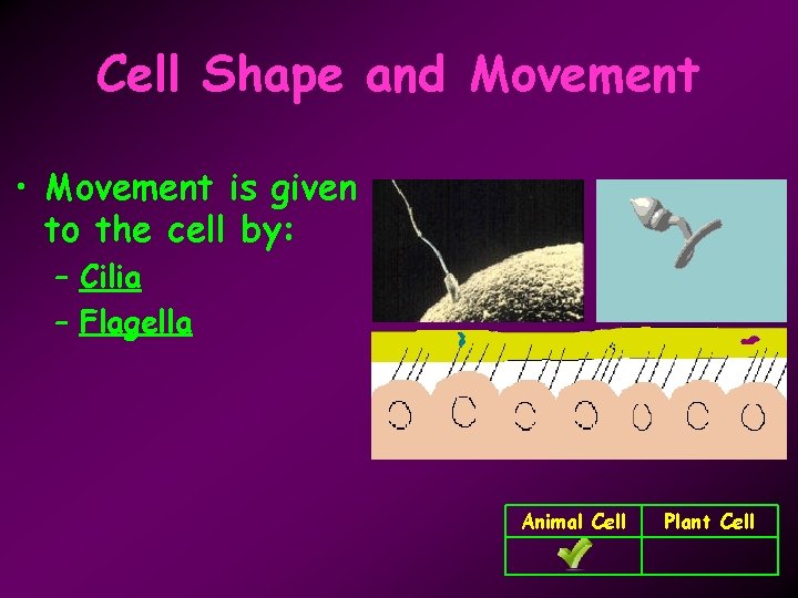 Cell Shape and Movement • Movement is given to the cell by: – Cilia