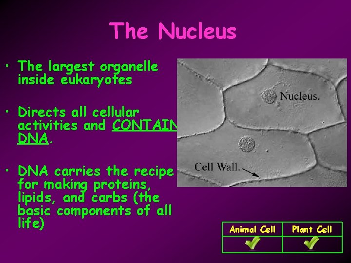 The Nucleus • The largest organelle inside eukaryotes • Directs all cellular activities and