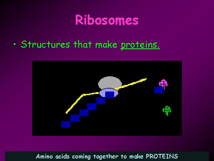 Ribosomes • Structures that make proteins. Amino acids coming together to make PROTEINS 