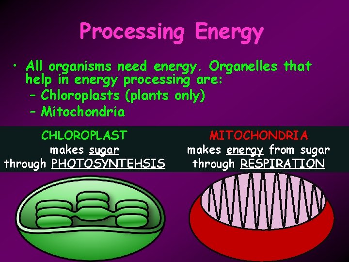 Processing Energy • All organisms need energy. Organelles that help in energy processing are: