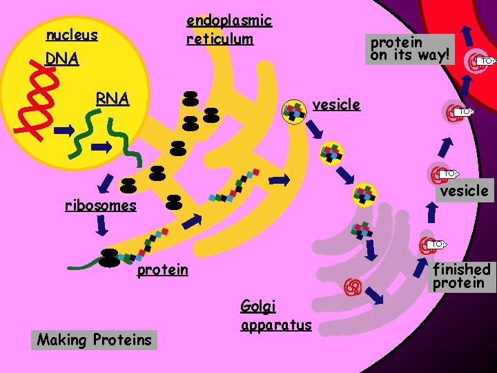 endoplasmic reticulum nucleus DNA RNA protein on its way! vesicle TO: vesicle ribosomes TO: